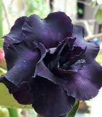 Adenium Desert Flower seeds for Planting - Easy to Grow, Heirloom & GMO Free Seeds for Home Garden
 
 Sale seeds for home garden