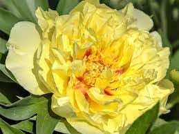Paeonia Flower seeds for Planting - Seasonal Bloomer, Heirloom & GMO Free Seeds for Home Garden
 
 Sale for planting in home garden
