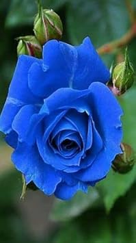 Red Crocus Flower Seeds for Planting Pollinator Friendly Heirloom & GMO Free Seeds for Home Garden
 
 Sale for planting in home garden