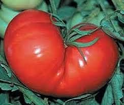 Red Tomato Seeds For Planting - High Yield Vegetable Garden