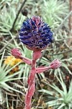 Purple Puya Venusta Flower seeds for Planting - Shade Tolerant, Heirloom & GMO Free Seeds for Home Garden
 
 Sale seeds for planting in home garden