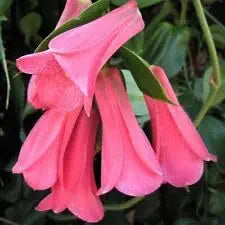 Rare Chilean Bellflower Seeds for Evergreen DIY Garden Plants