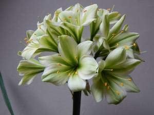 Light Pink Mandevilla Sanderi Flower Seeds for Planting Ideal for Home Garden GMO Free Seeds 
 
 Sale for planting in home garden