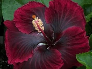 Red Black Hibiscus Seeds For Exotic Garden Flowers - Ideal Indoor And Outdoor Planting Flower