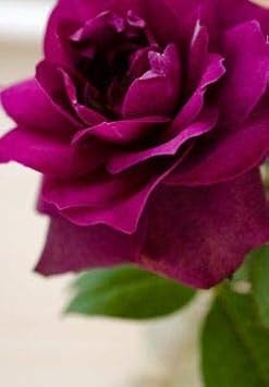 Sea Green Sunflower Perennial Flower Seeds for Planting Colorful Display Heirloom & GMO Free Seeds for Home Garden
 
 Sale for planting in home garden