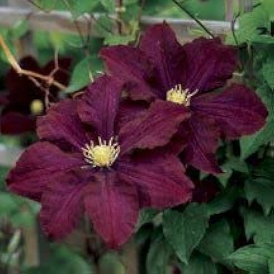 Burgundy Clematis Seeds For Planting Flower