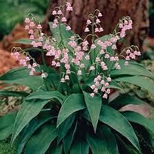 Pink Lily of the Valley Flower seeds for Planting - Wildflower Mix, Heirloom & GMO Free Seeds for Home Garden
 
 Sale seeds for home garden