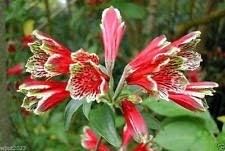 Red Alstroemeria Psittacina Flower seeds for Planting - Cottage Garden Essential, Heirloom & GMO Free Seeds for Home Garden
 
 Sale seeds for home garden