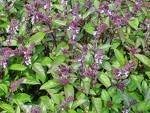 Violet Ocimum Flower seeds for Planting - Cottage Garden Essential, Heirloom & GMO Free Seeds for Home Garden
 
 Sale for planting in home garden.