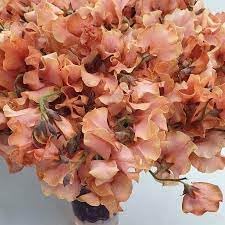 Cream Hibiscus Flower Seeds – Easy to Grow Heirloom & NonGMO Seeds for Home Garden
 
 Sale for planting in home garden