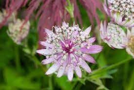 Astrantia Flower Seeds For Planting