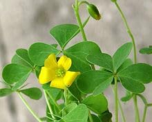 Yellow Oxalis Laciniata Flower Seeds Planting