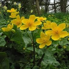 Marsh (Marsh Marigold) seeds for planting in home garden