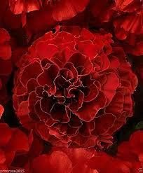 White Astilbe Perennial Flower Seeds for Planting Colorful Display Heirloom & GMO Free Seeds for Home Garden
 
 Sale for planting in home garden