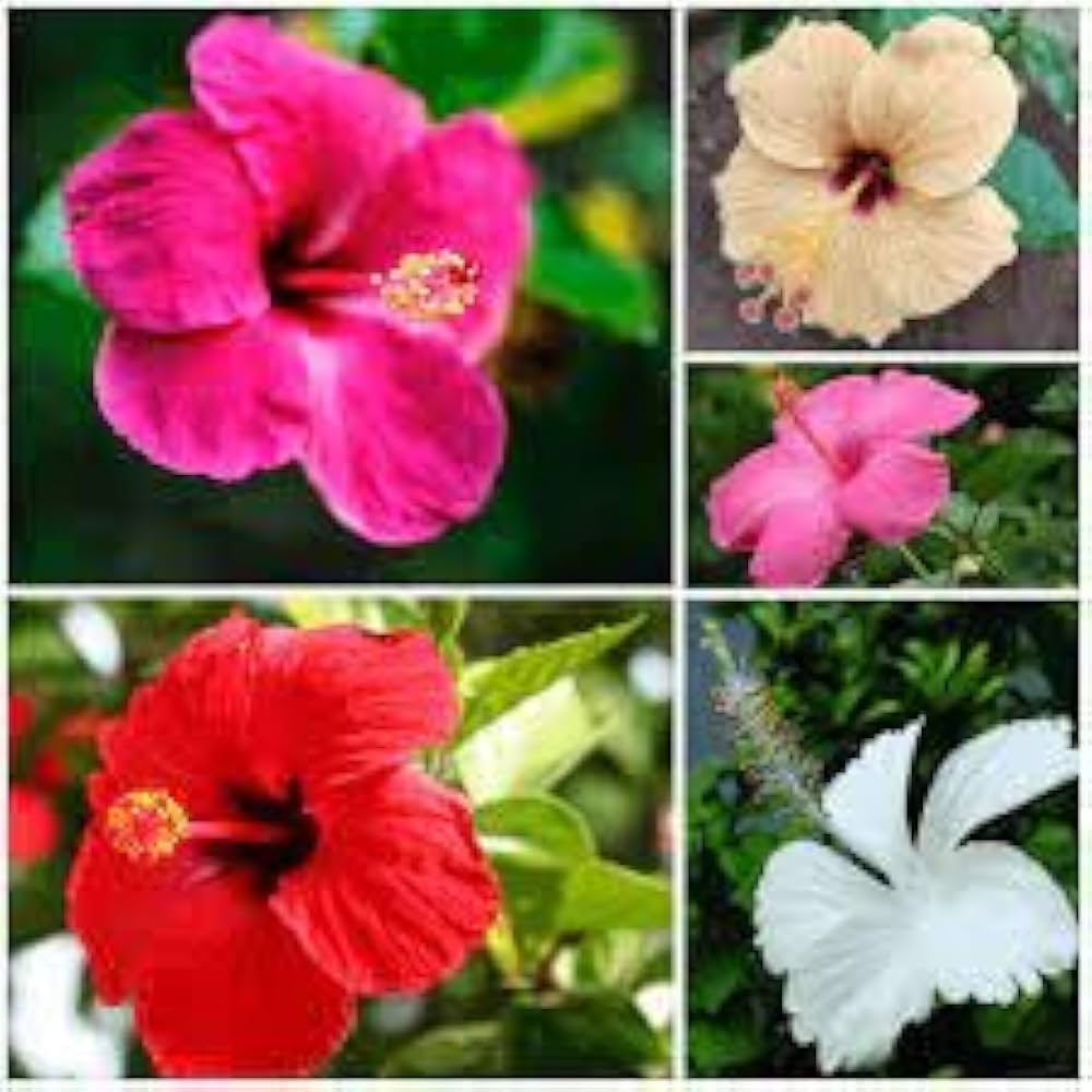 Hibiscus Hibiscus spp. Seeds for planting in flower bed