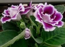 Pink Clematis Flower Seeds for Planting Cut Flower Favorite Heirloom & GMO Free Seeds for Home Garden
 
 Sale for planting in home garden