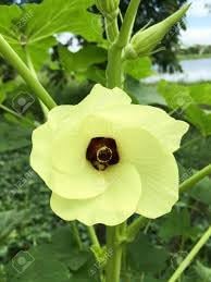 Premium Okra Seeds For Home Planting - Perfect Southern Cuisine Vegetable Seeds