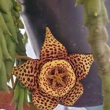 Stapelia Variegata Flower seeds for Planting - Garden Favorite, Heirloom & GMO Free Seeds for Home Garden
 
 Sale for planting in home garden.