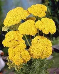 Achillea Flower seeds for Planting Compact Growth Heirloom & GMO Free Seeds for Home Garden 
 
 Sale for planting in home garden