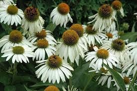 Echinacea White Flower Seeds Planting Pack For Serenity