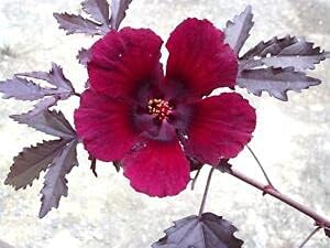 Hibiscus Burgundy Flower seeds for Planting - Sun Loving, Heirloom & GMO Free Seeds for Home Garden
 
 Sale for planting in home garden.