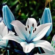 Lilium Flower seeds for Planting - Low Maintenance, Heirloom & GMO Free Seeds for Home Garden
 
 Sale for planting in home garden.