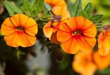 Orange Red Petunia Flower seeds for Planting Organic Quality Heirloom & GMO Free Seeds For Home Garden 
 
 Sale for planting in home garden