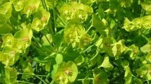 Light Orange Hoya Flower Seeds for Planting Wildflower Mix Heirloom & GMO Free Seeds for Home Garden
 
 Sale for planting in home garden