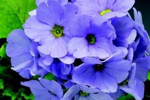 MultiColor Rose Flower Seeds for Planting Heirloom NonGMO Seeds Perfect for Garden Pollinator Friendly 
 
 Sale for planting in home garden