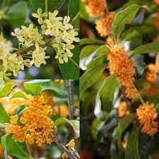 Osmanthus Flower seeds for Planting - Seasonal Bloomer, Heirloom & GMO Free Seeds for Home Garden
 
 Sale seeds for home garden