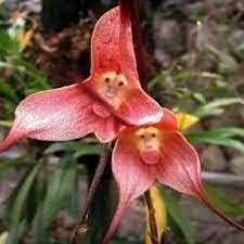 Monkey Face Pink Flower seeds for Planting - Cut Flower Favorite, Heirloom & GMO Free Seeds for Home Garden
 
 Sale for planting in home garden.