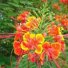 Caesalpinia Flower seeds for Planting Cottage Garden Essential Heirloom & GMO Free Seeds for Home Garden 
 
 Sale for planting in home garden