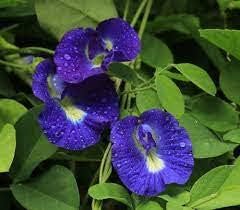 Sowing Seasons Blue Flower Pot Seeds Shankam