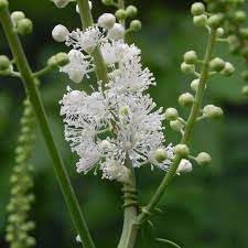 Cimicifuga Racemosa Flower seeds for Planting Hardy Variety Heirloom & GMO Free Seeds for Home Garden 
 
 Sale for planting in home garden
