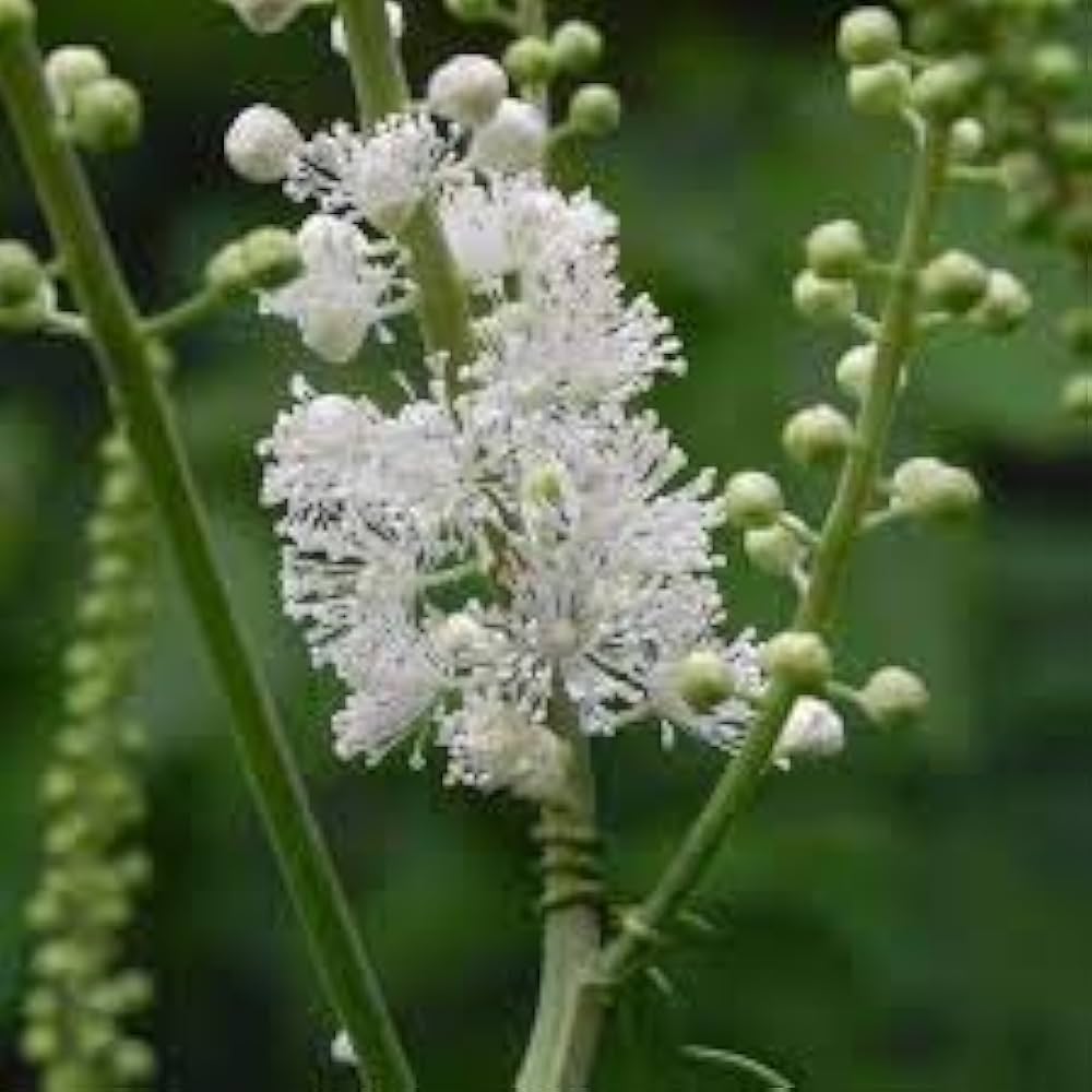 Cimicifuga Flower Seeds For Medicinal Planting