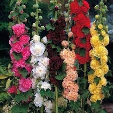 Hollyhock Flower seeds for Planting Sun Loving Heirloom & GMO Free Seeds for Home Garden 
 
 Sale for planting in home garden