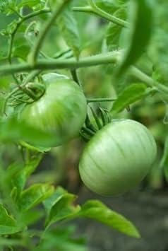 Green And White Tomato Seeds For Planting Vegetable Seeds