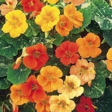 Nasturtium (Nasturtium Flower) seeds for planting in home garden