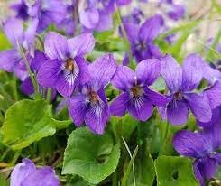 Heirloom Viola Odorata Flower seeds for Planting Perfect for Borders Heirloom & GMO Free Seeds for Home Garden 
 
 Sale for planting in home garden