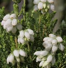 Calluna Vulgaris Flower seeds for Planting - Pollinator Friendly, Heirloom & GMO Free Seeds for Home Garden
 
 Sale seeds for home garden