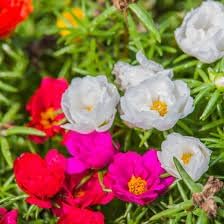 Portulaca Grandiflora Flower seeds for Planting Seasonal Bloomer Heirloom & GMO Free Seeds for Home Garden 
 
 Sale seeds for home garden planting