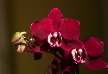 Lavender Ranunculus Flower Seeds – Shade Tolerant Heirloom & NonGMO for Home Garden
 
 Sale for planting in home garden