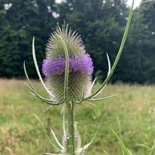 Dipsacus Flower seeds for Planting - Wildflower Mix, Heirloom & GMO Free Seeds for Home Garden
 
 Sale for planting in home garden.