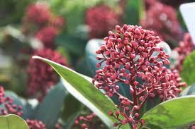 Skimmia Flower seeds for Planting Long Bloom Season Heirloom & GMO Free Seeds for Home Garden 
 
 Sale for planting in home garden