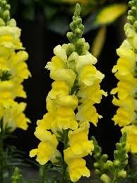 Snapdragon Golden Flower seeds for Planting - Sun Loving, Heirloom & GMO Free Seeds for Home Garden
 
 Sale seeds for home garden
