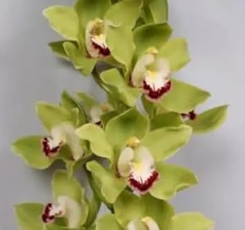 Deep Red Gladiolus Flower Seeds – Drought Tolerant Heirloom & NonGMO Seeds for Home Garden
 
 Sale for planting in home garden