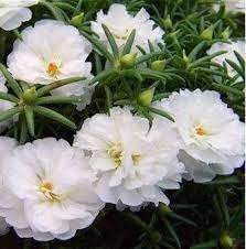 Moss Rose Flower seeds for Planting Perfect for Borders Heirloom & GMO Free Seeds for Home Garden 
 
 Sale for planting in home garden