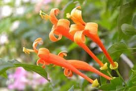 Lonicera Ciliosa Flower seeds for Planting Compact Growth Heirloom & GMO Free Seeds for Home Garden 
 
 Sale for planting in home garden