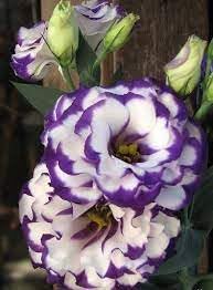 White & Blue Eustoma (Lisianthus) Flower seeds for Planting - Seasonal Bloomer, Heirloom & GMO Free Seeds for Home Garden
 
 Sale seeds for home garden