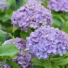 Lavender Hydrangea Flower Seeds For Planting - Perfect Vibrant Gardens